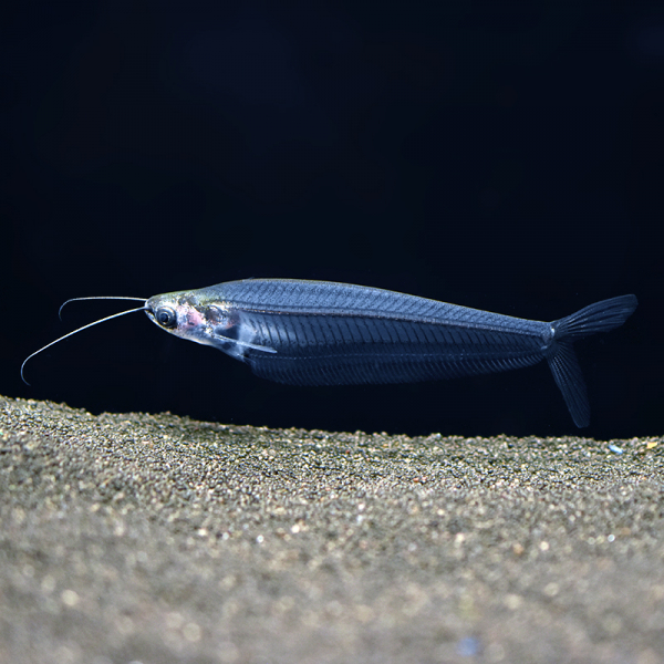 Indischer Glaswels, Kryptopterus bicirrhis